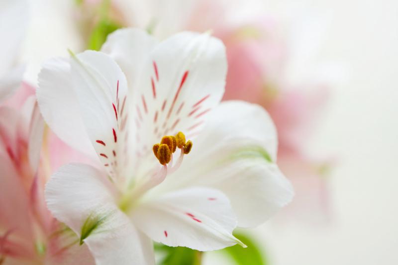 スタンド花を長持ちさせるコツ