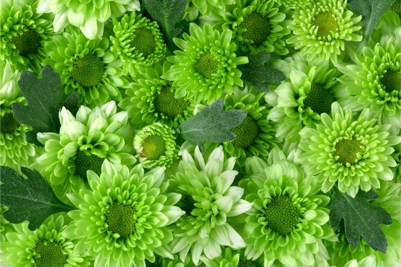 緑のスタンド花って存在するの 使用されるお花と注意すべき点とは スタンド花宅配便